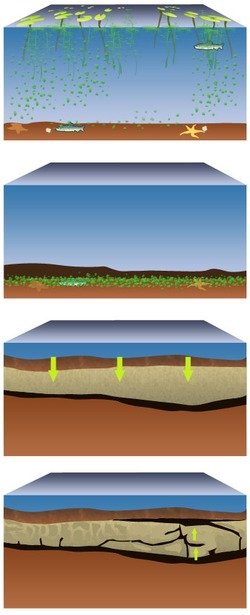 Образование нефтяной залежи